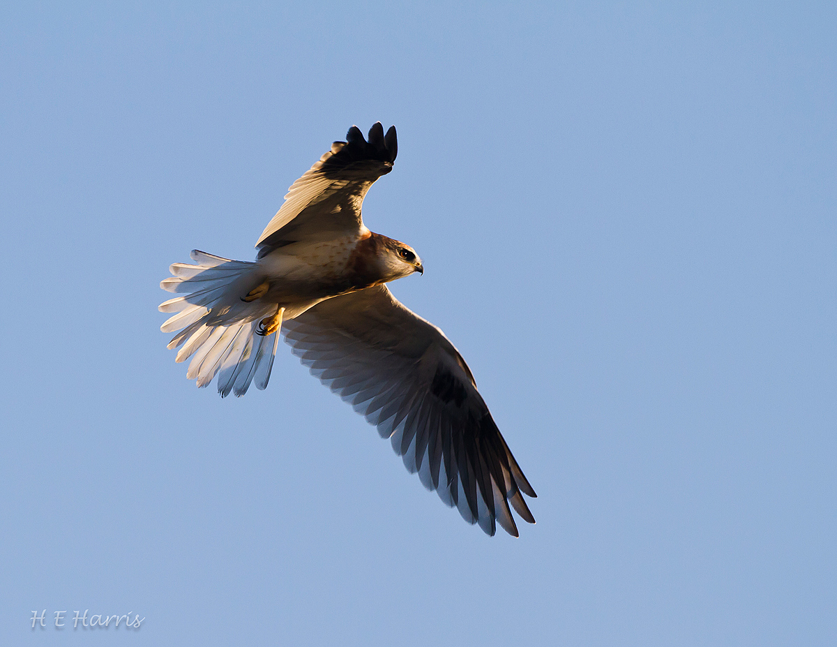 White-tailed Kite