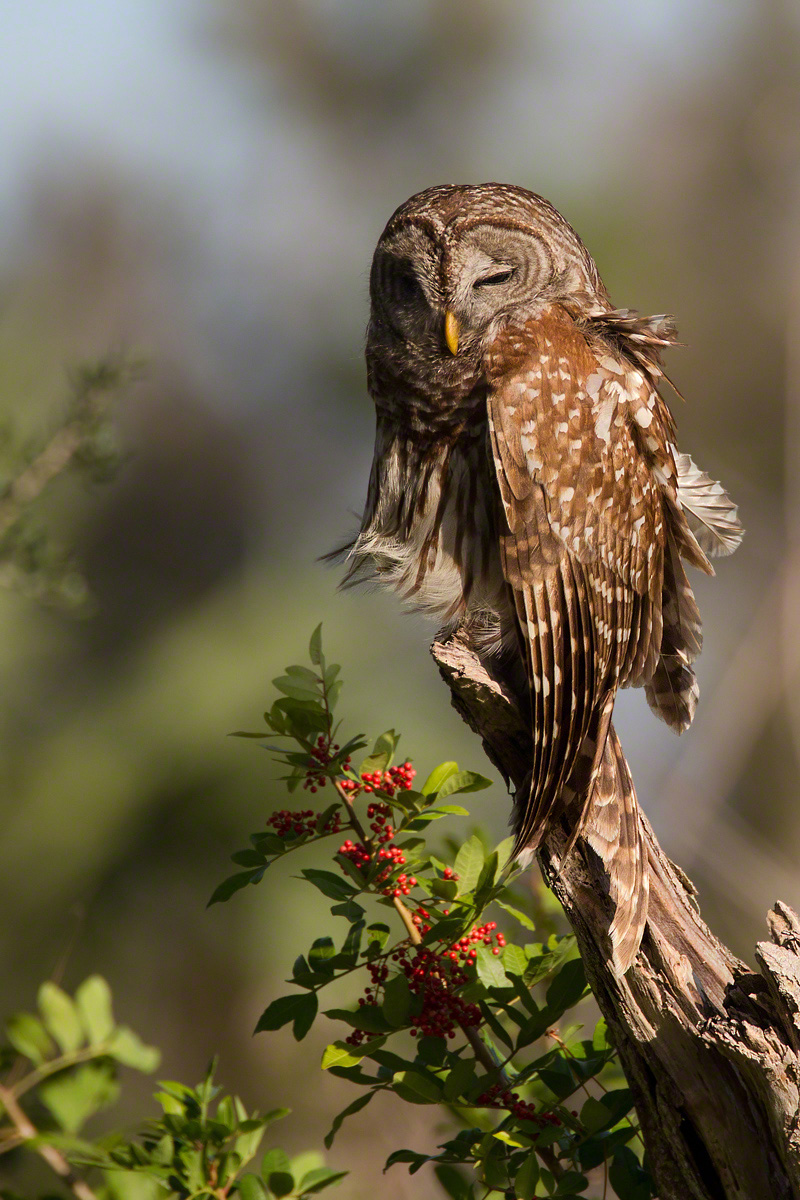 Sleepy head-Barred Owl