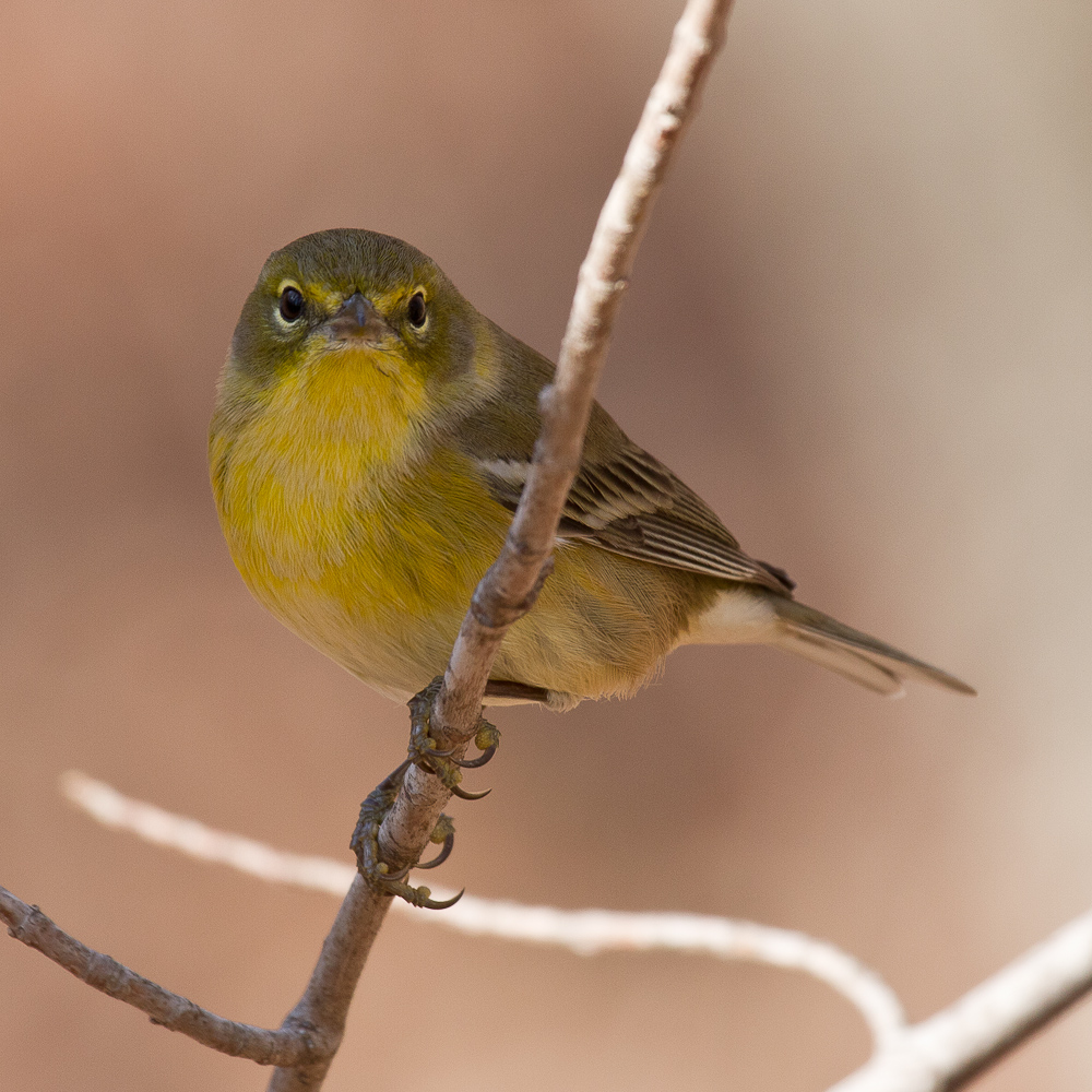 Pine Warbler