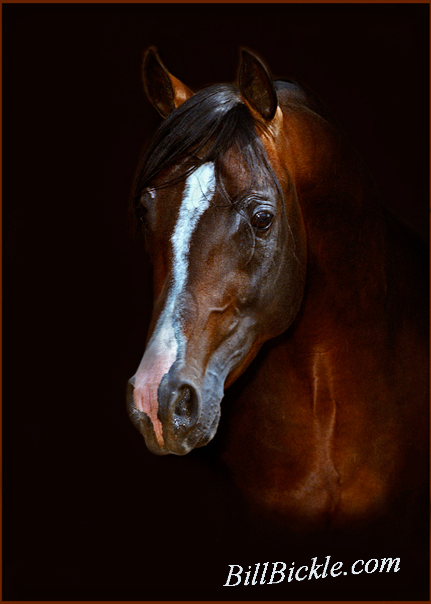 Arabian Stallion   Wild 