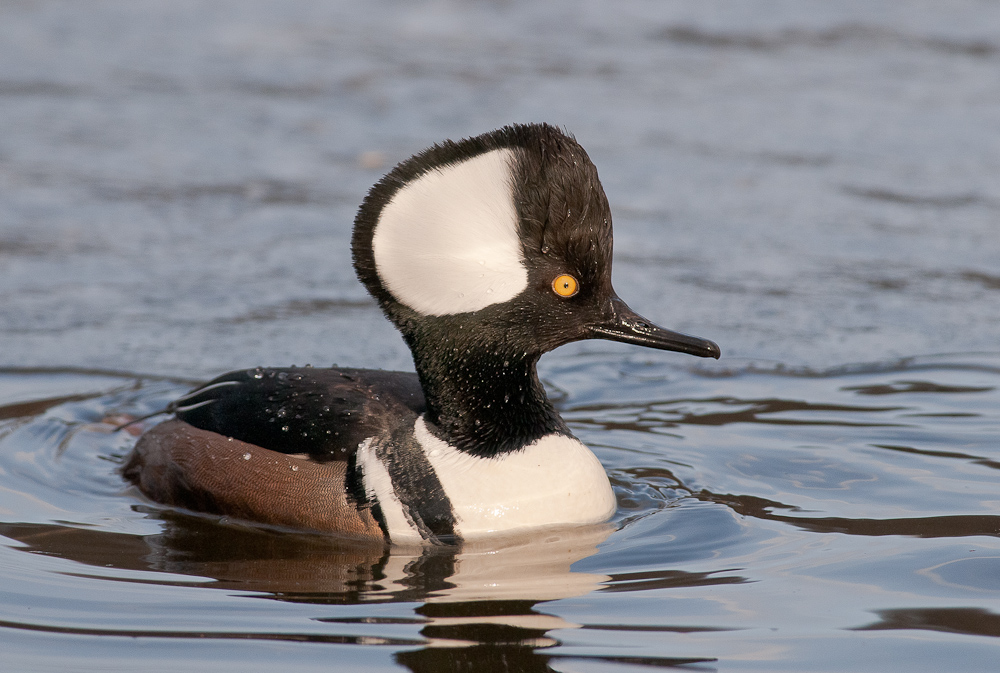 Hooded Merganser