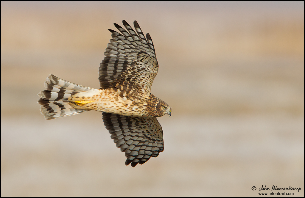 Harrier Too