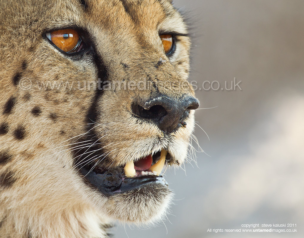 Cheetah