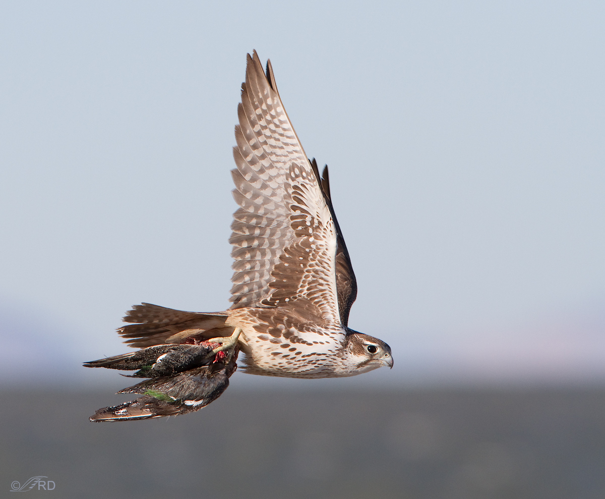 Prairie Falcon