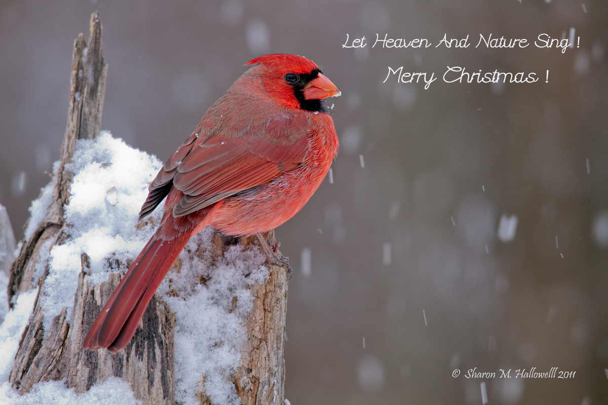 Merry Christmas to All!