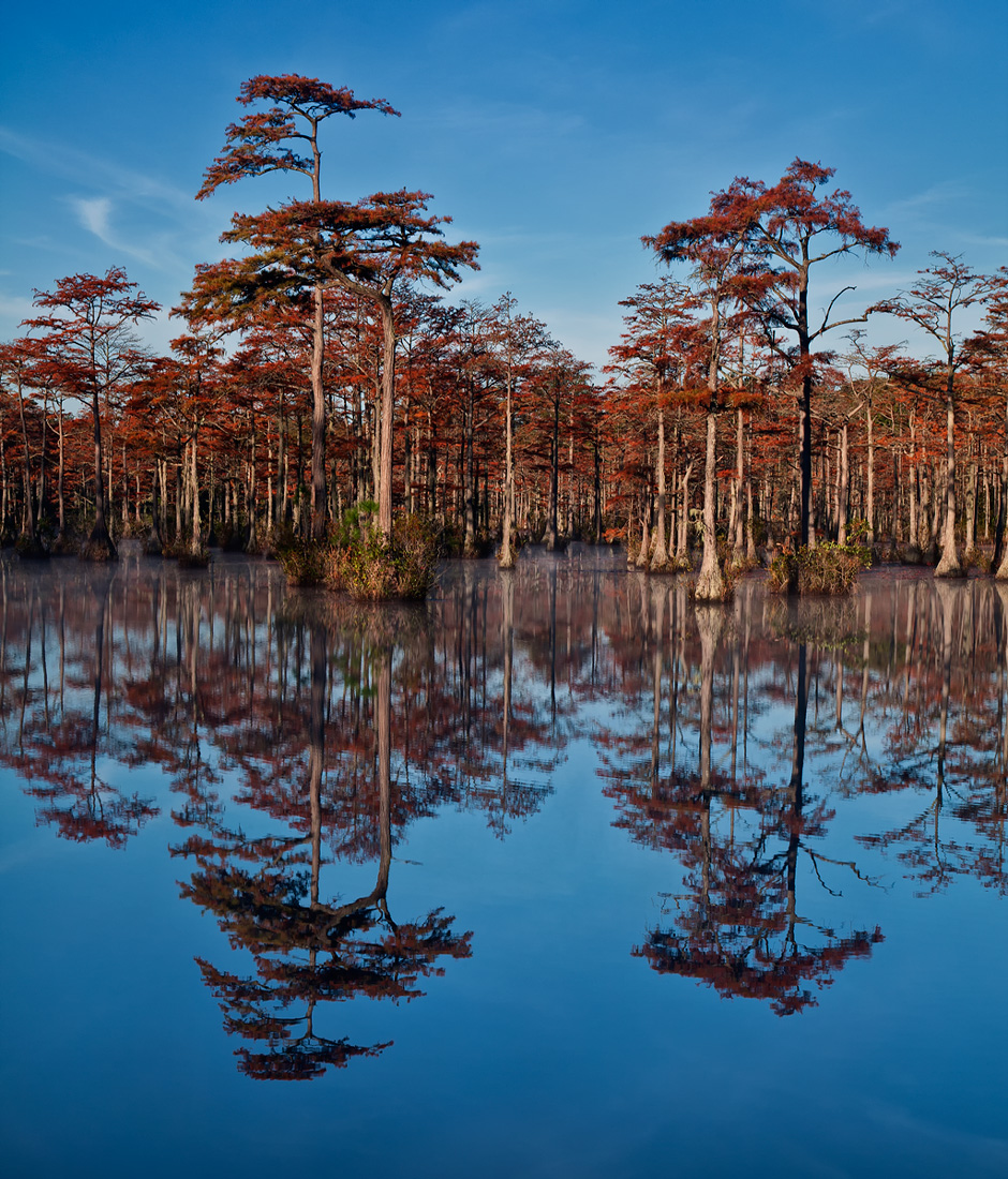 Cypress in the Morning