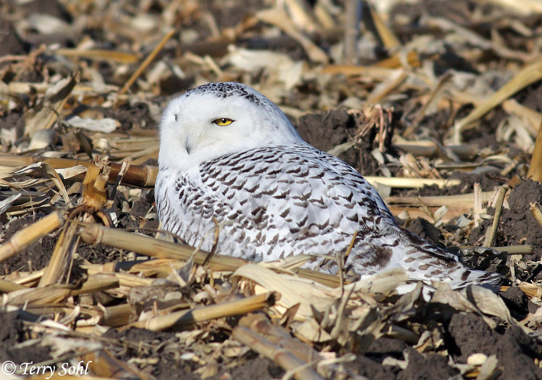 Snowy in Corn
