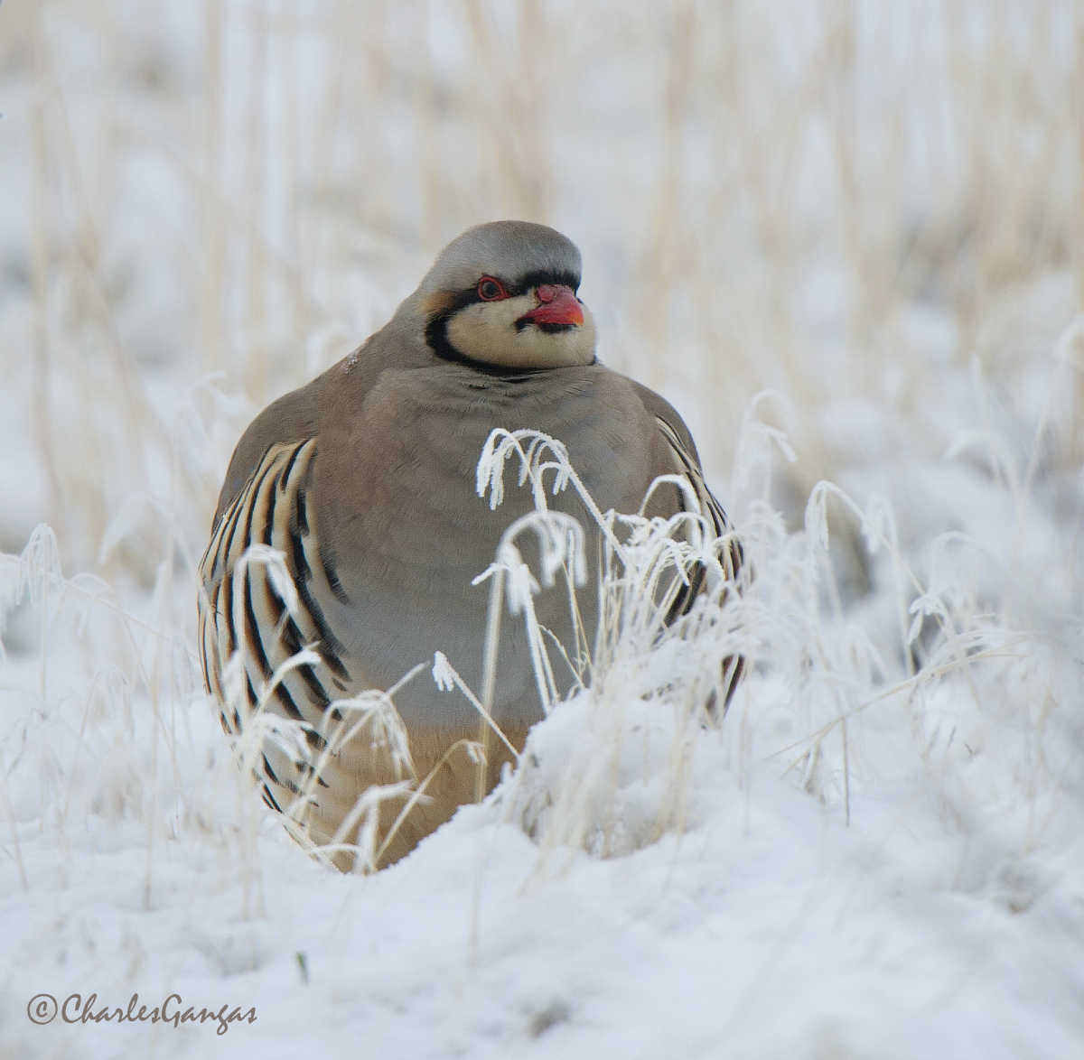 Christmas Chukar