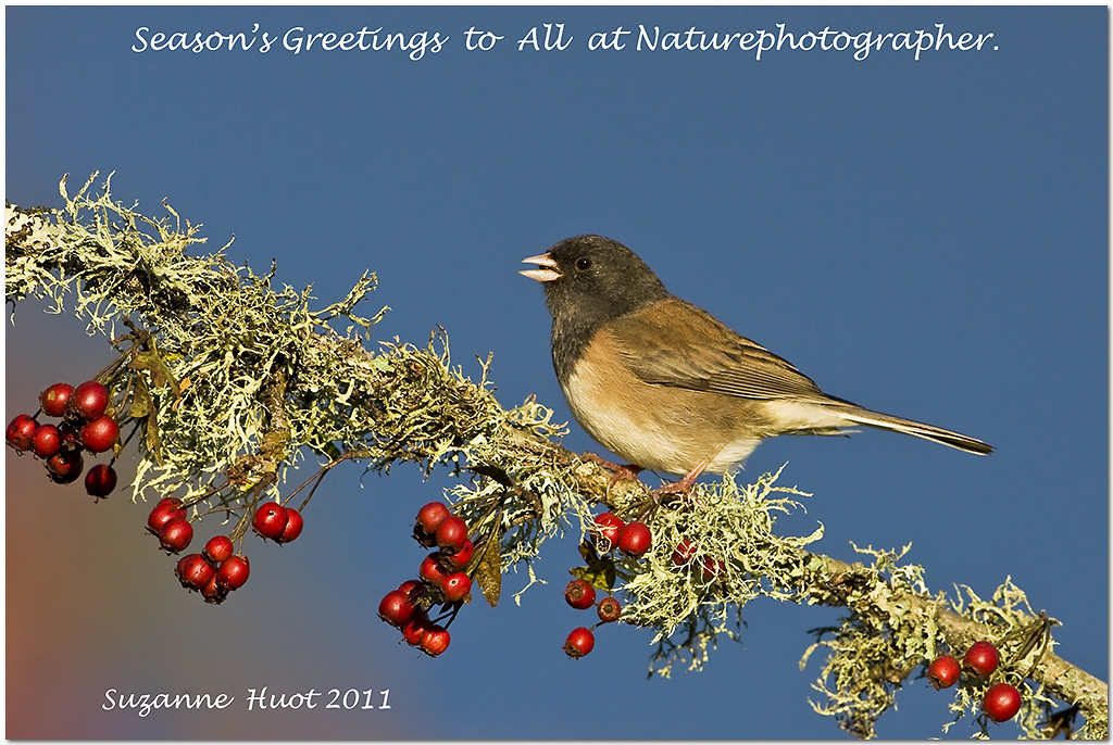 Christmas card