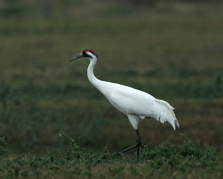 Whooping Crane
