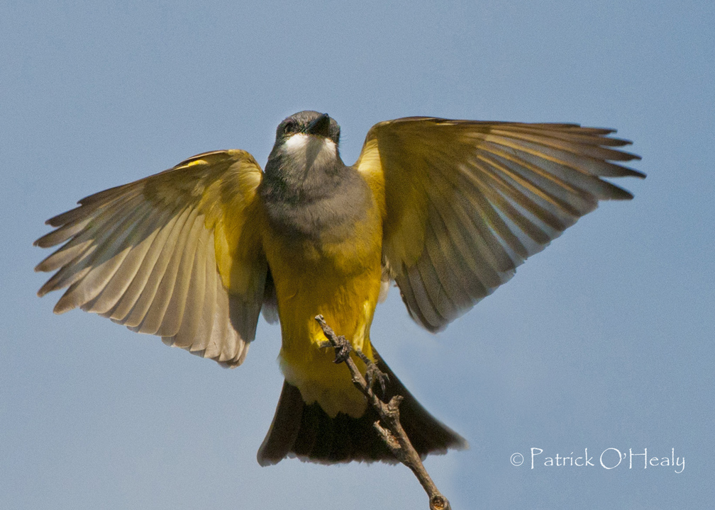 Western Kingbird
