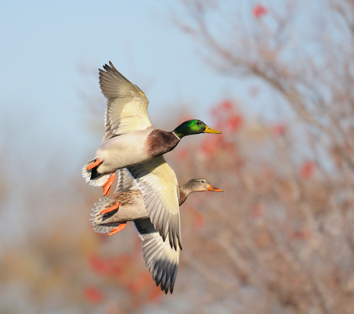 Mallard pair