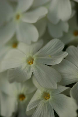 White Phlox