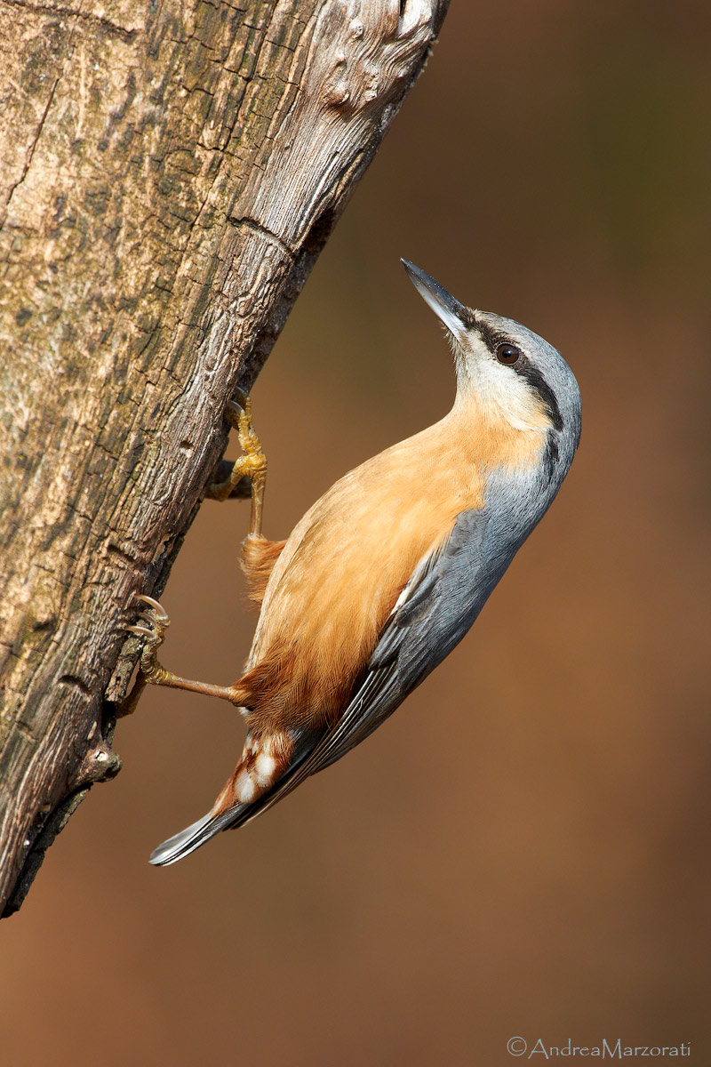 Eurasian Nuthatch