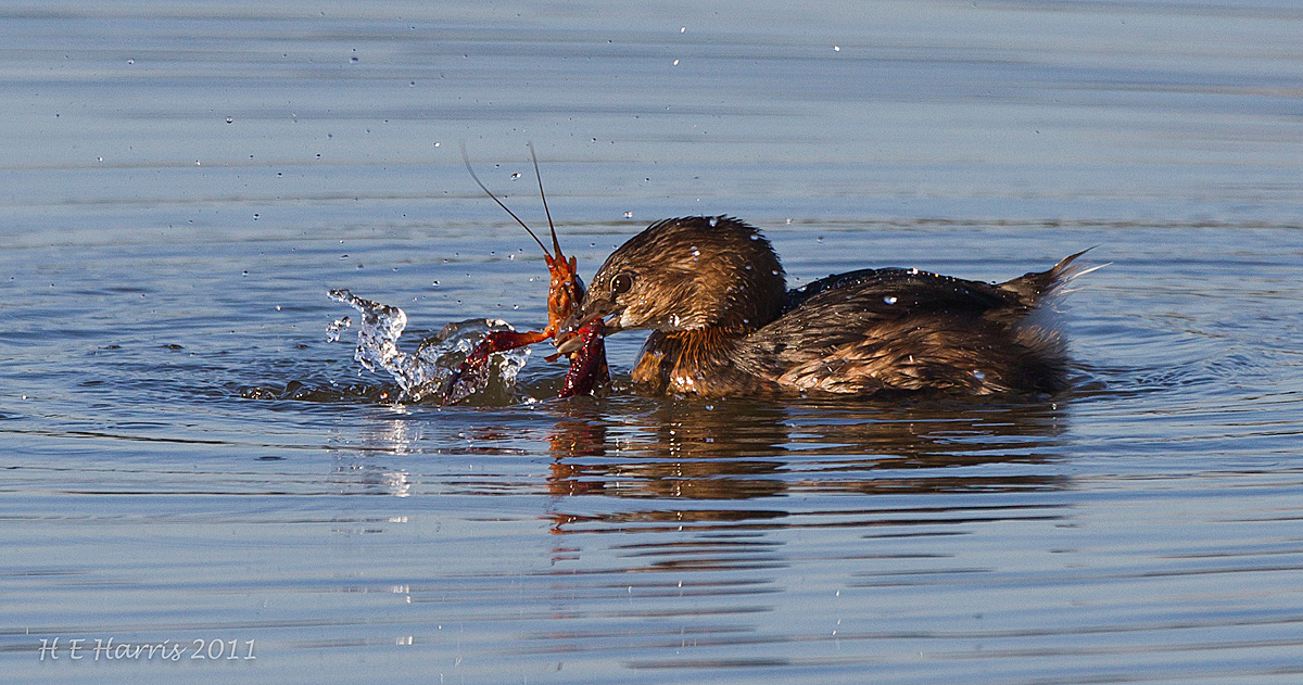 Breakfast fights back.