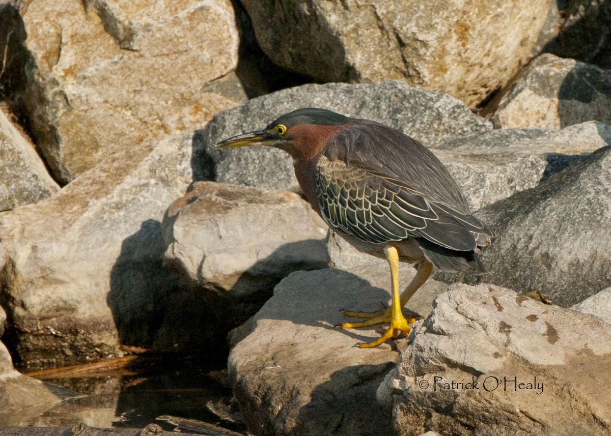 Green Heron