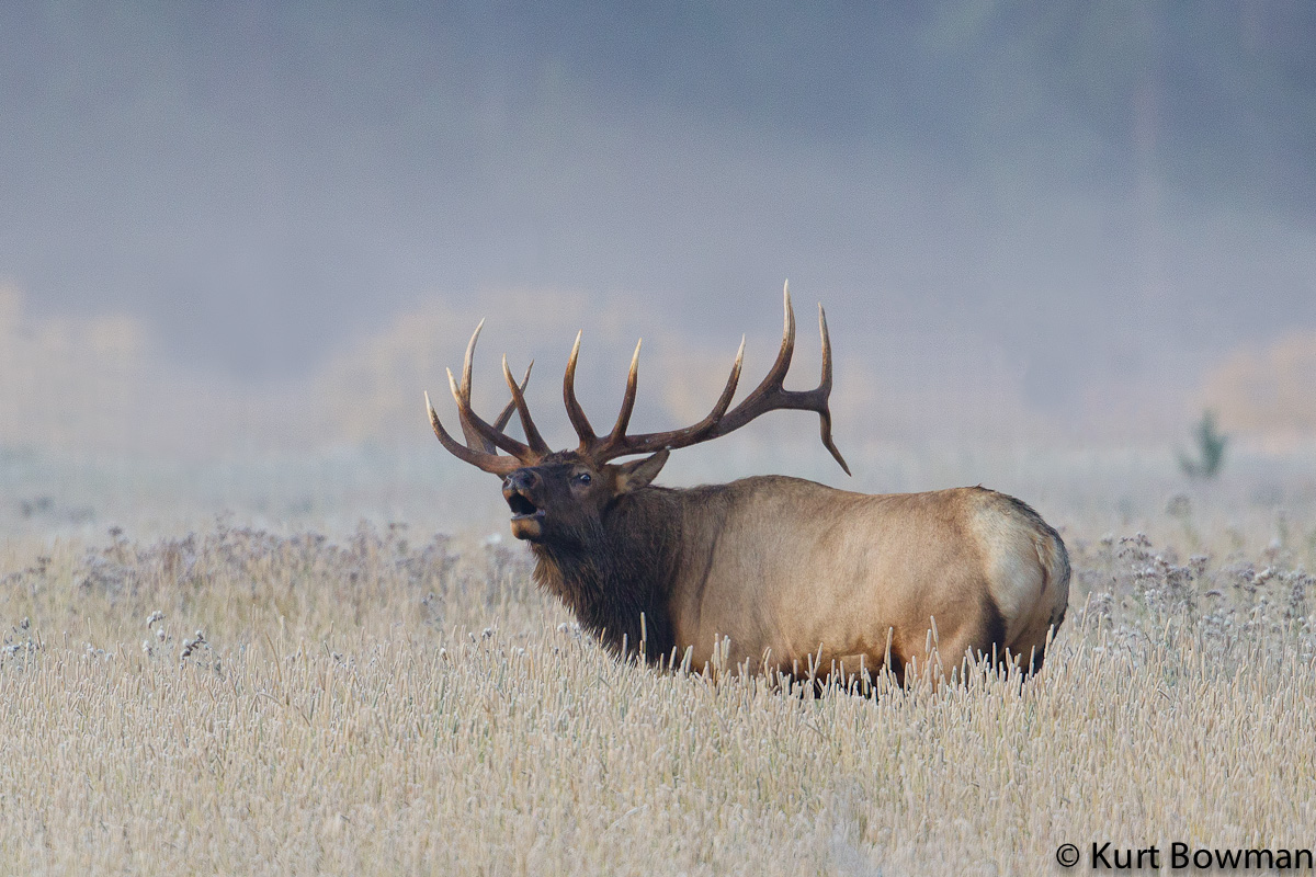 Elk with Fog 3