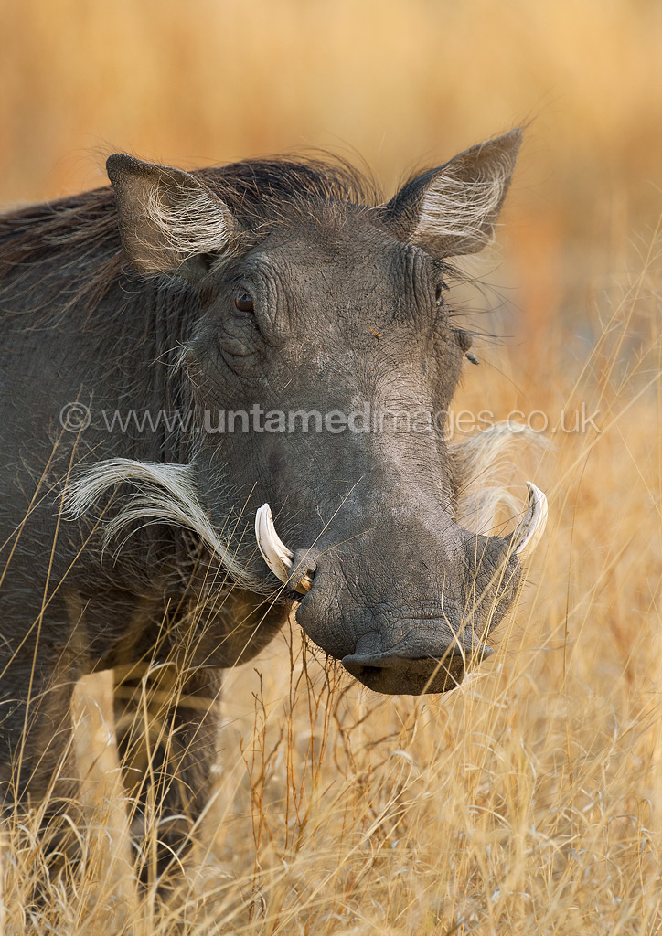 The Warthog