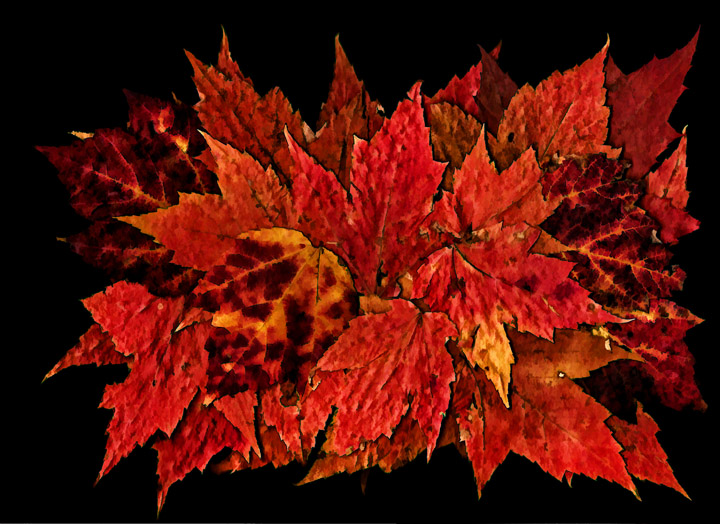 Maple Leaves