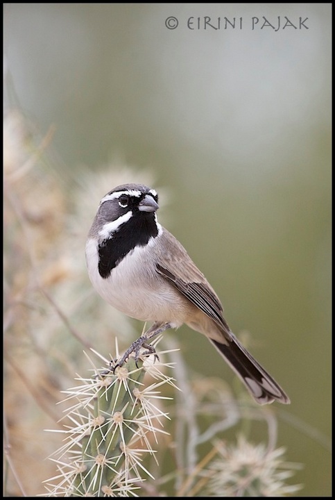 Black Throated Sparrow