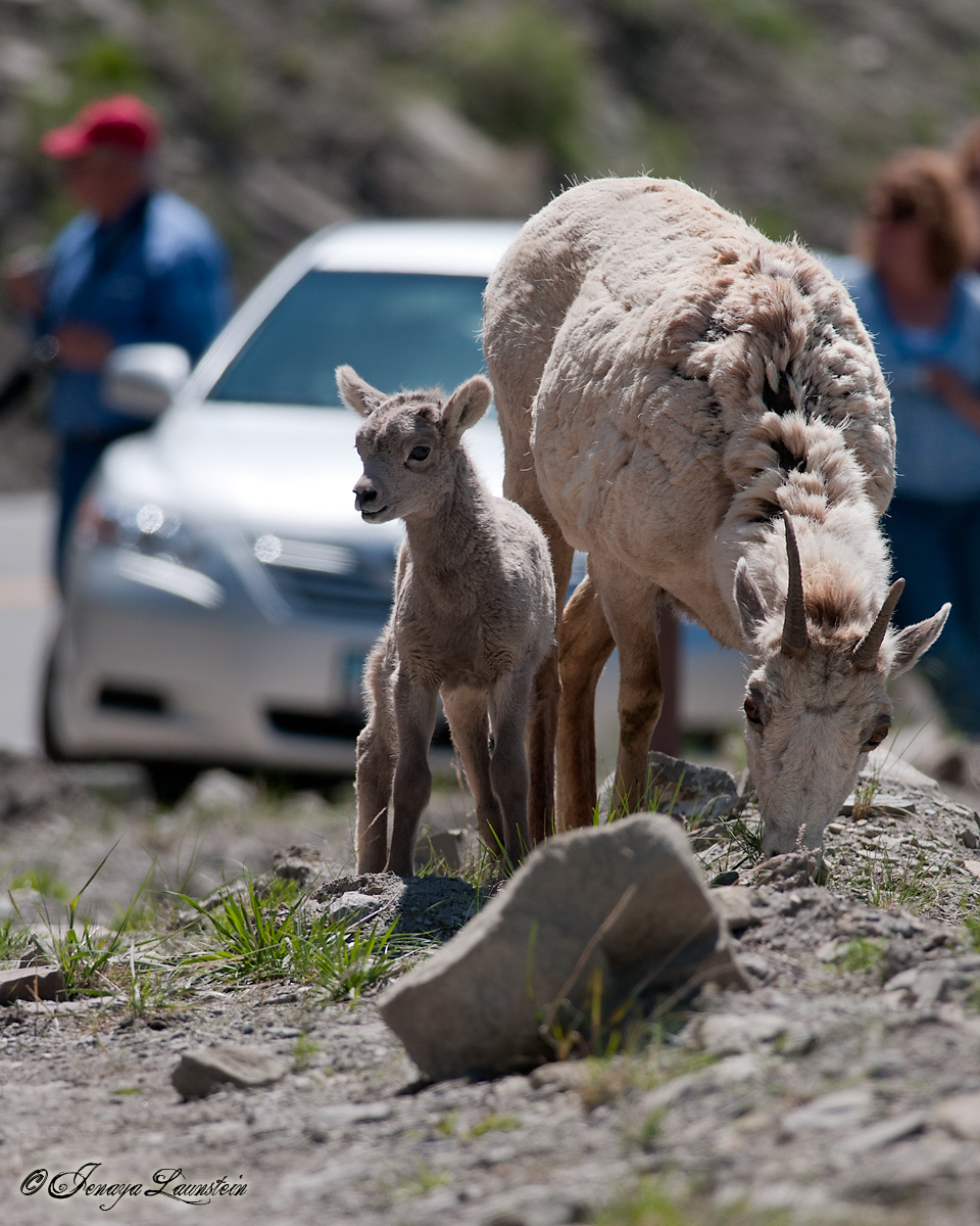 Yellowstone Bighorns