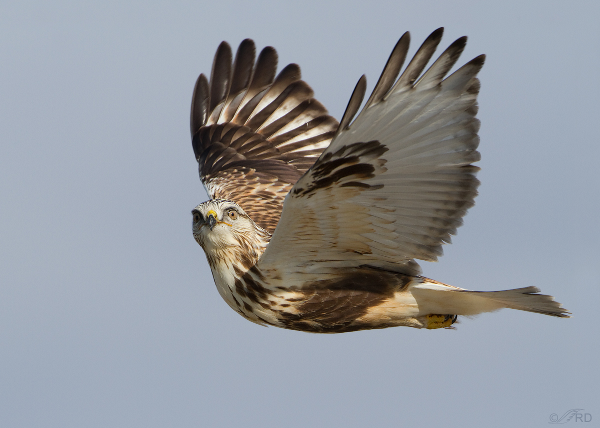 Rough-legged Hawk