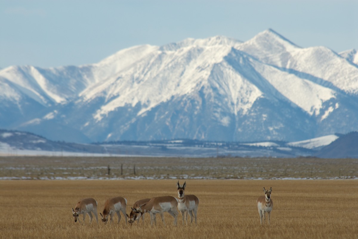 Pronghorn Scenic