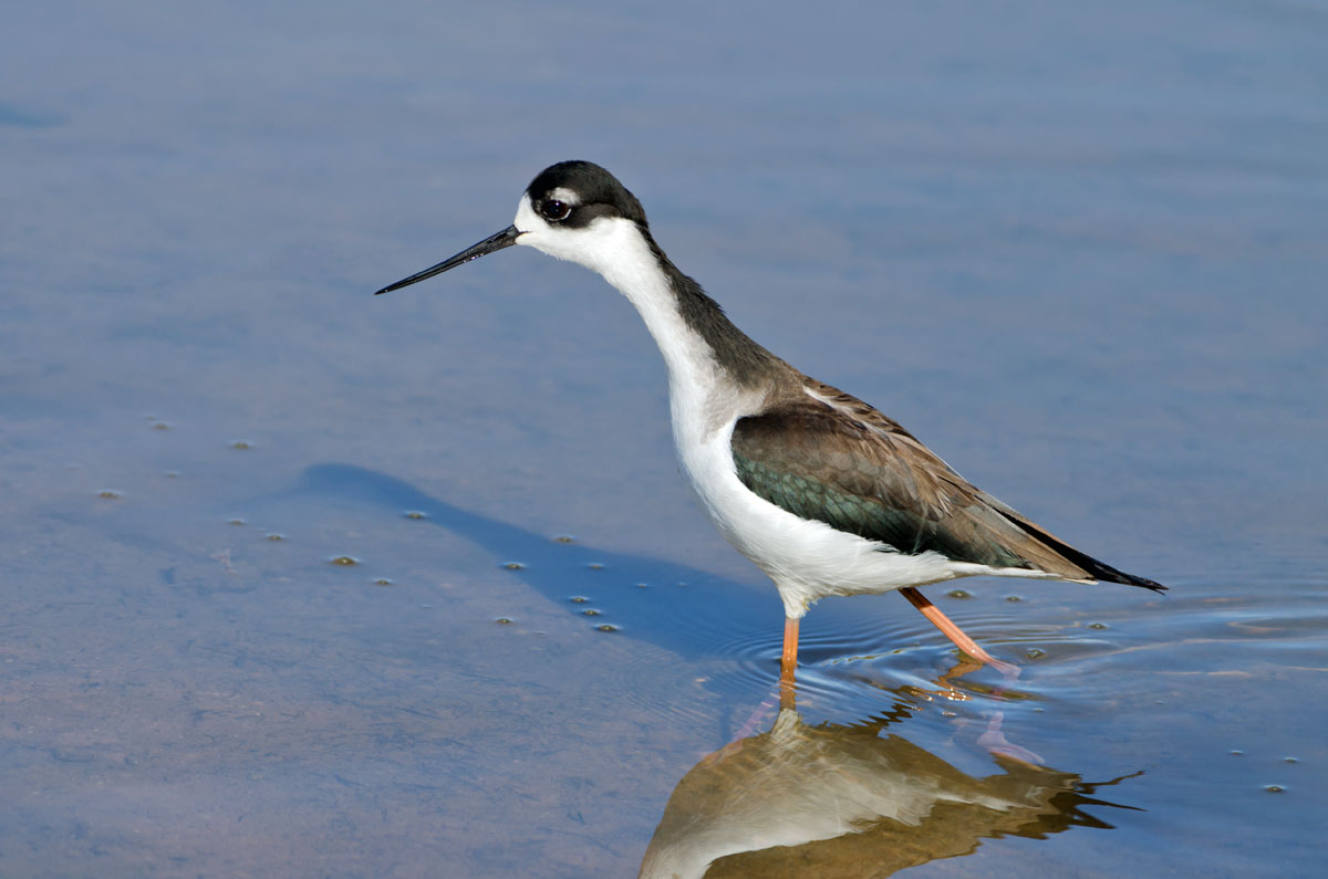 Black-necked Stilt