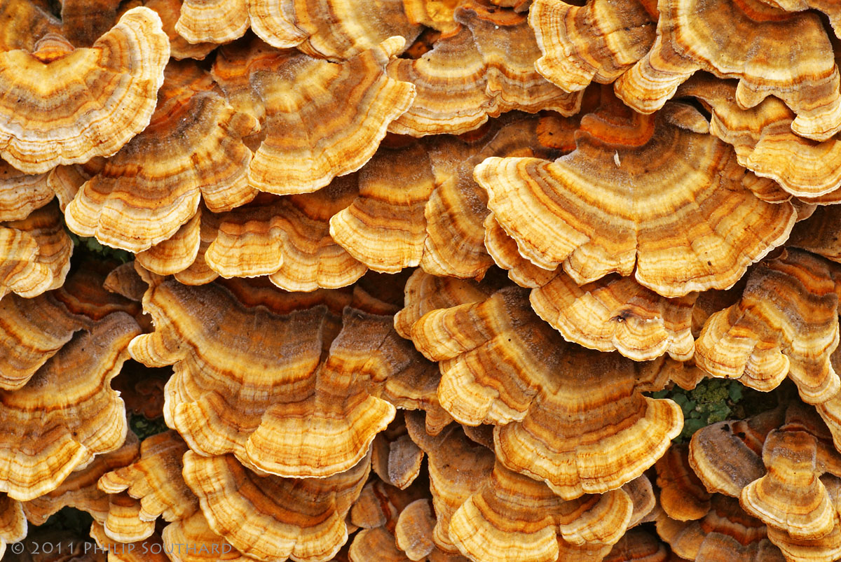 Fungi Galore