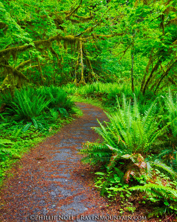 Through The Forest w/REPOST!
