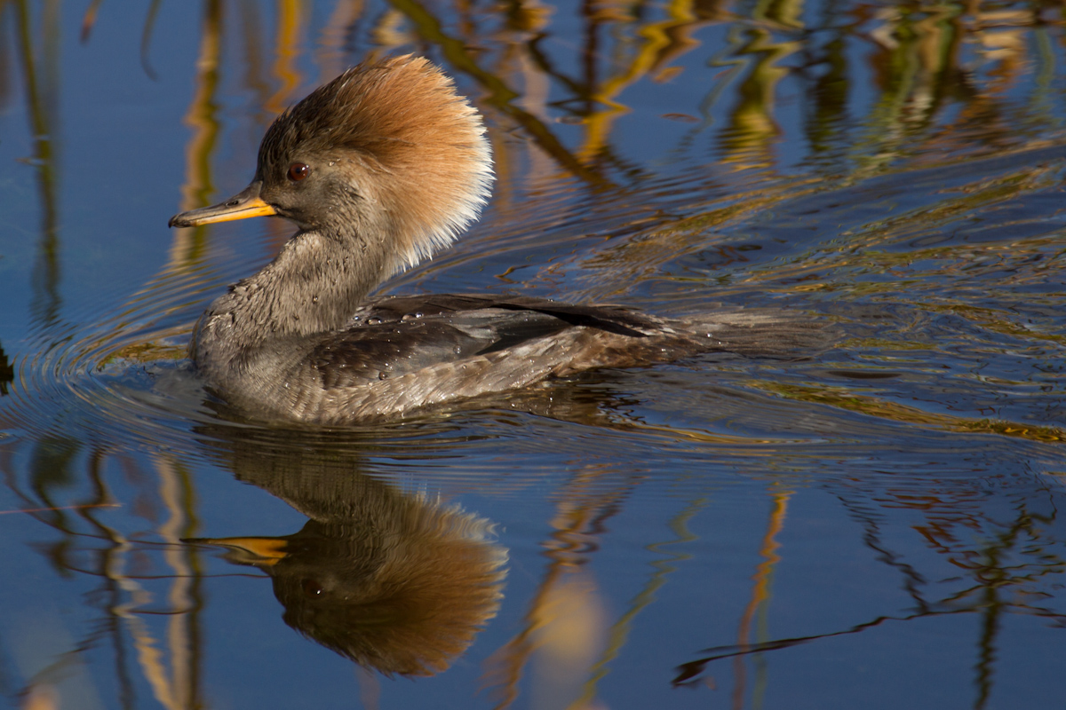 Female Merganser
