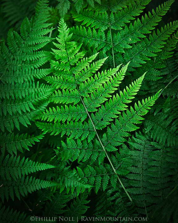 Simply Green