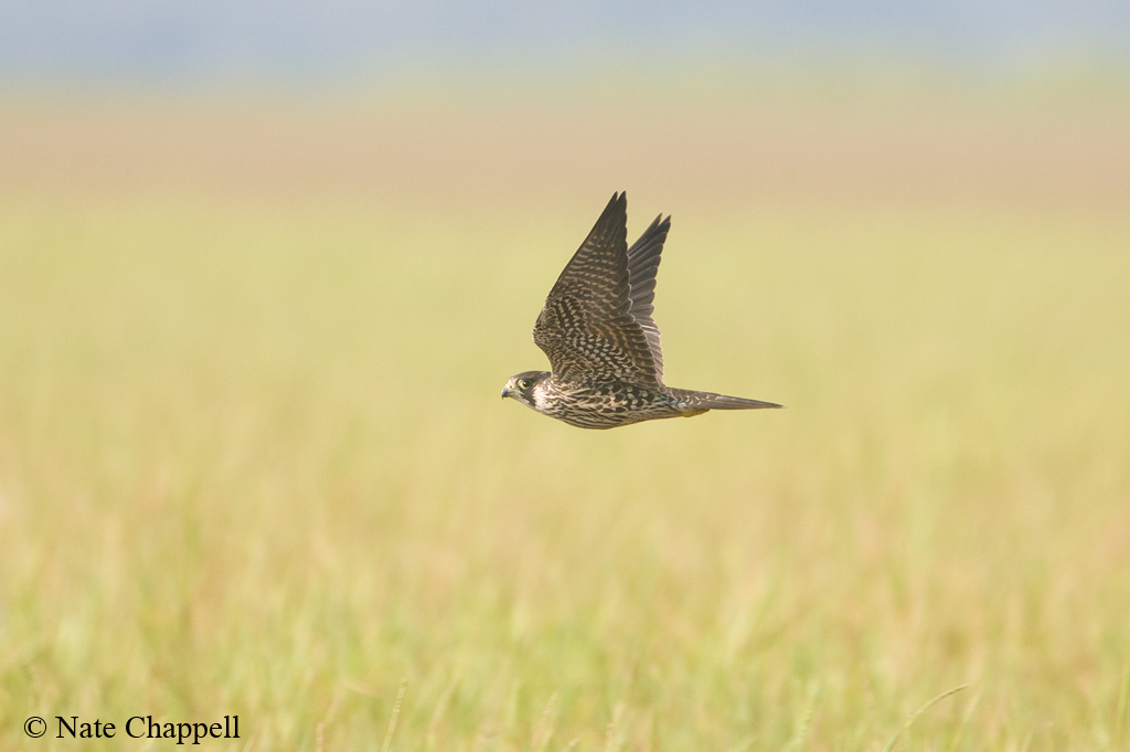 Peregrine Falcon