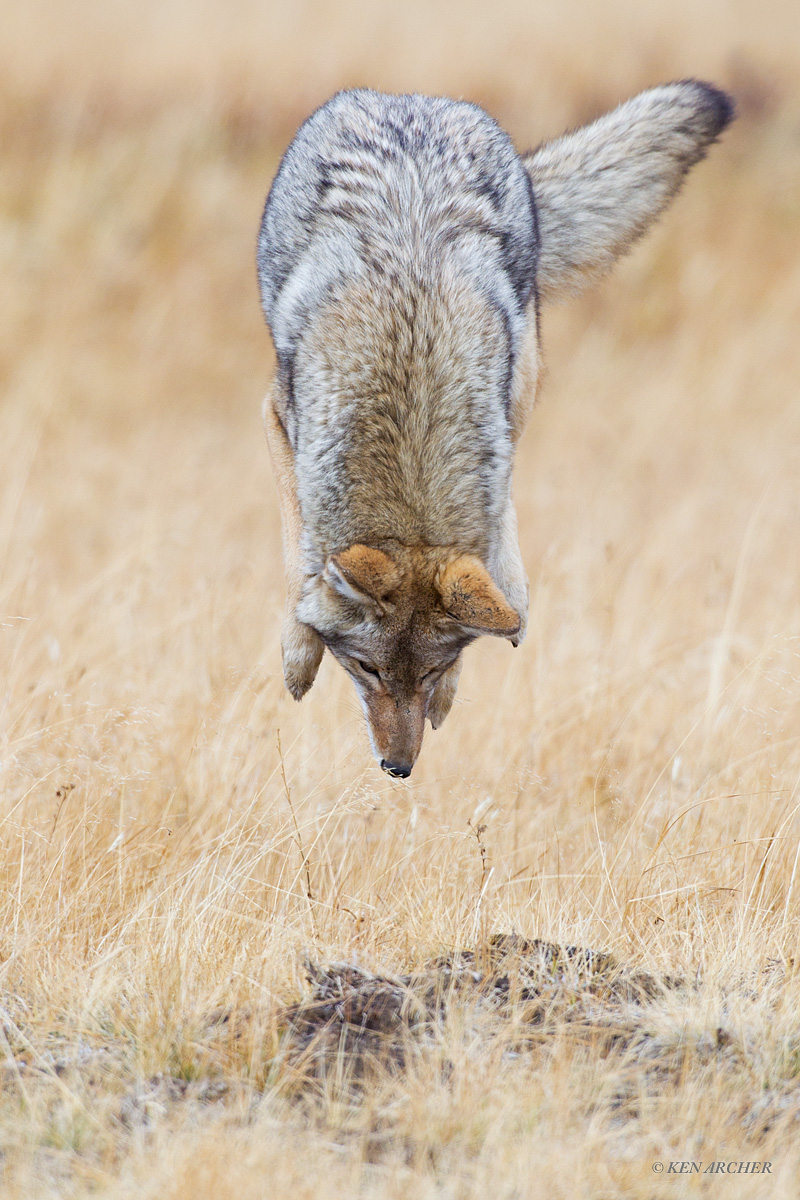 High Flying Coyote