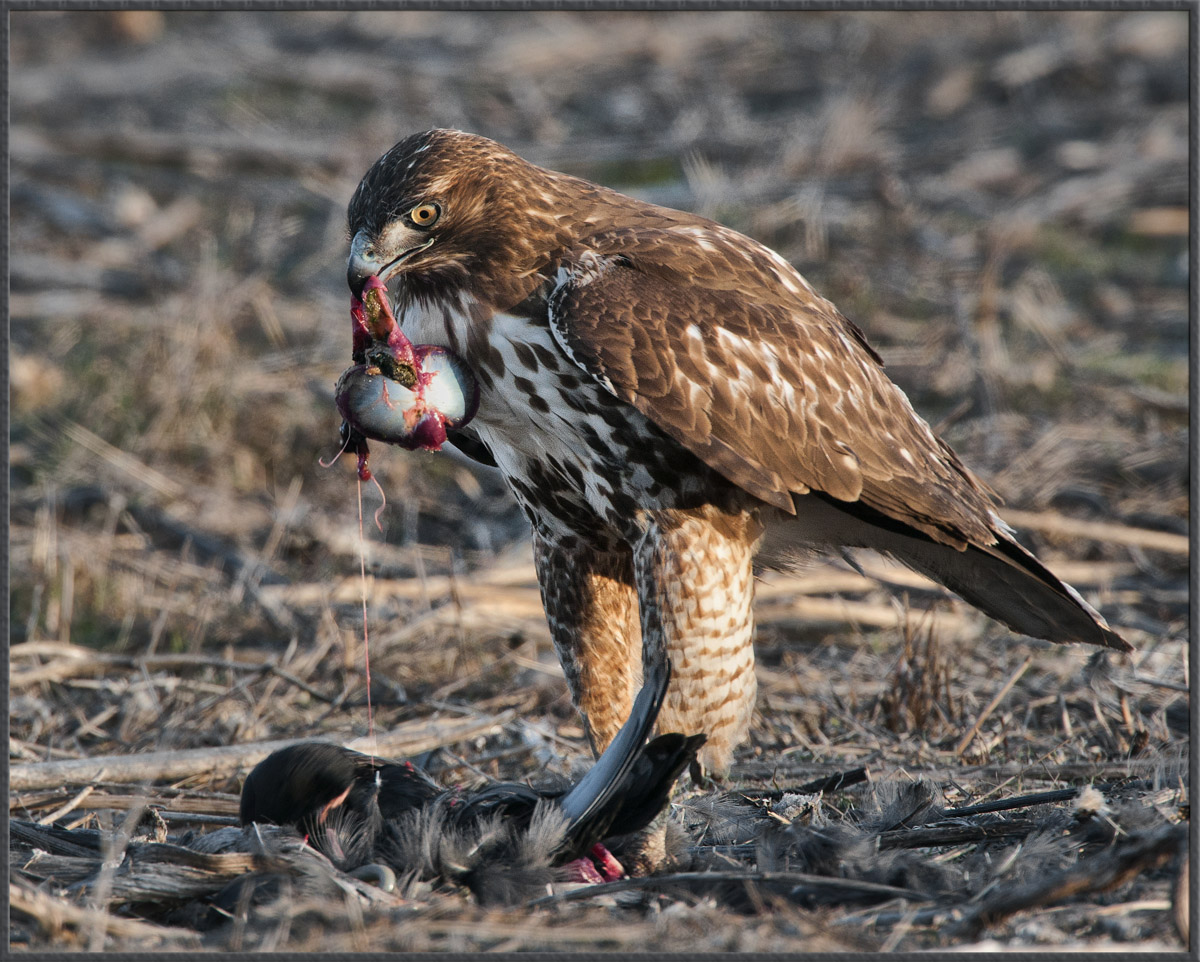 Redtail + Coot