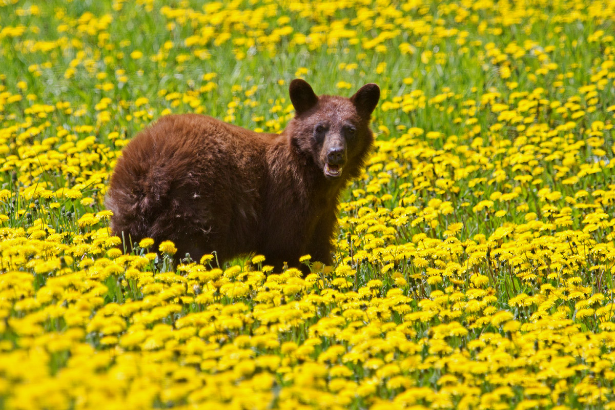 Dandelion Bear