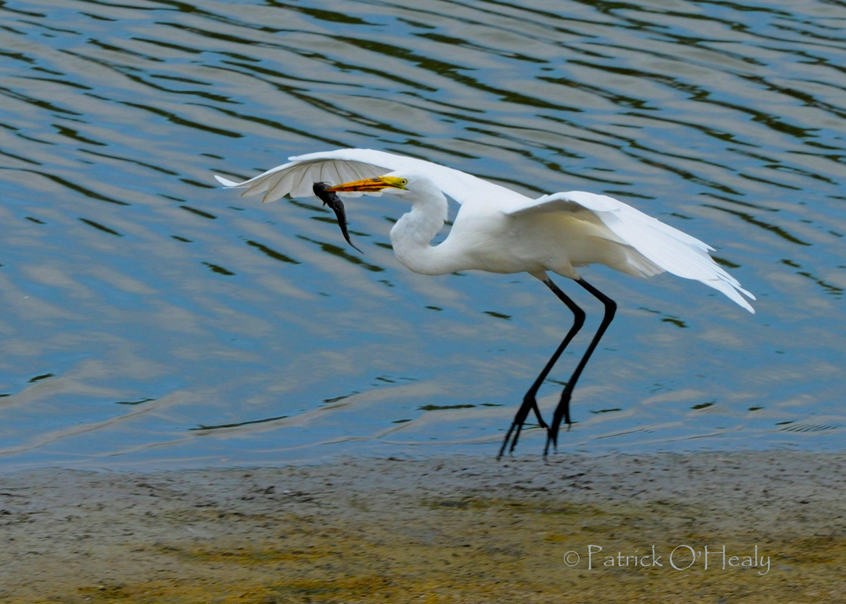 Great Egret Catch