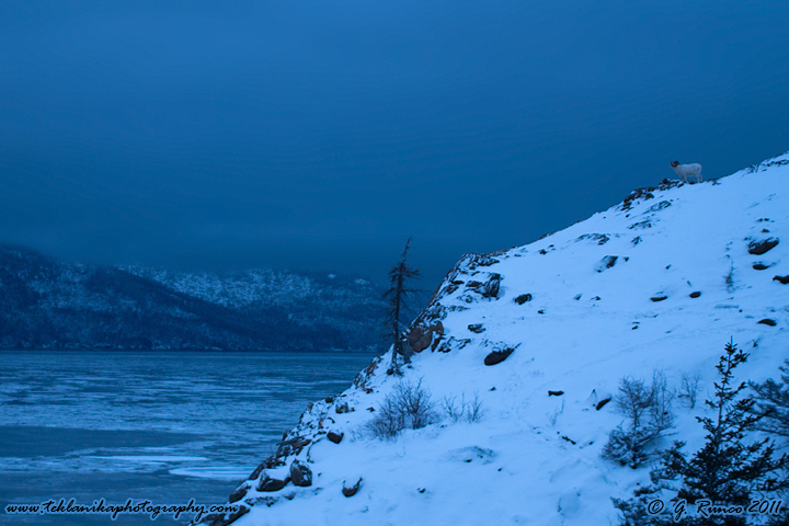 Cliff Dweller
