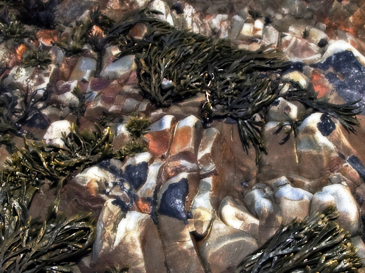 Tidepool #13