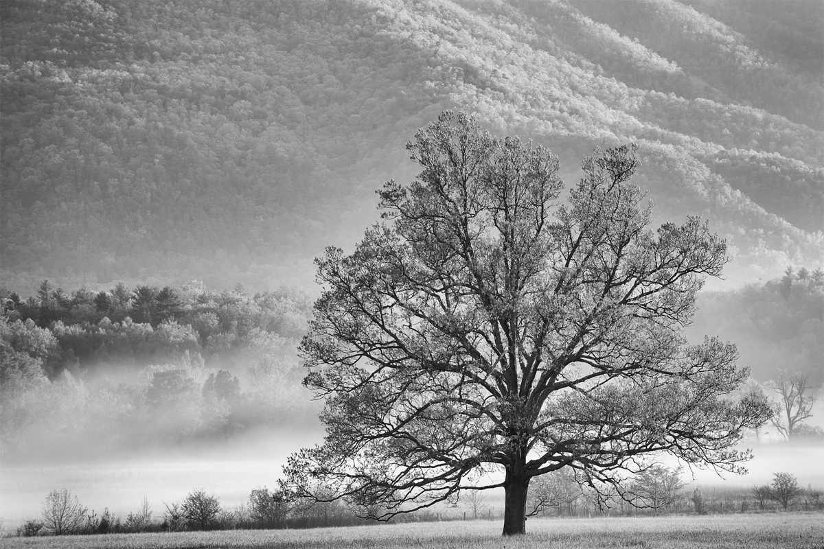 Cades Cove Oak