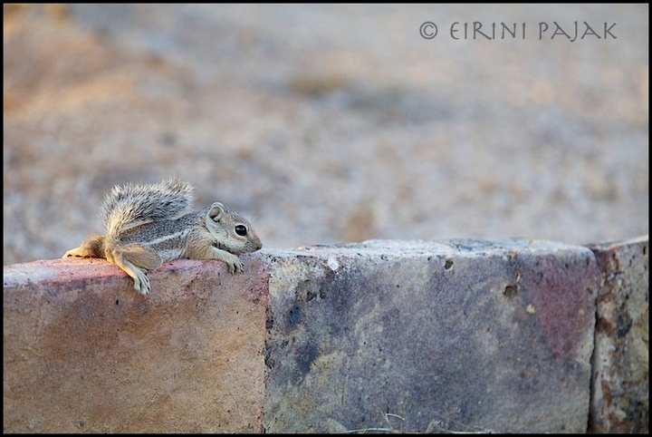 Baby Harris Squirrel