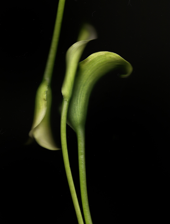 Calla Lilies