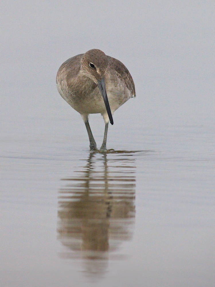 Willet in the Fog