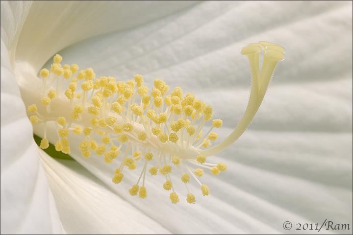 White Hibiscus