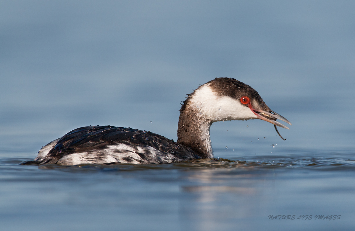 Horned Grebe