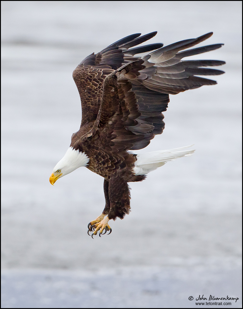 Bald Eagle