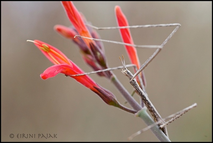 Walking Stick 