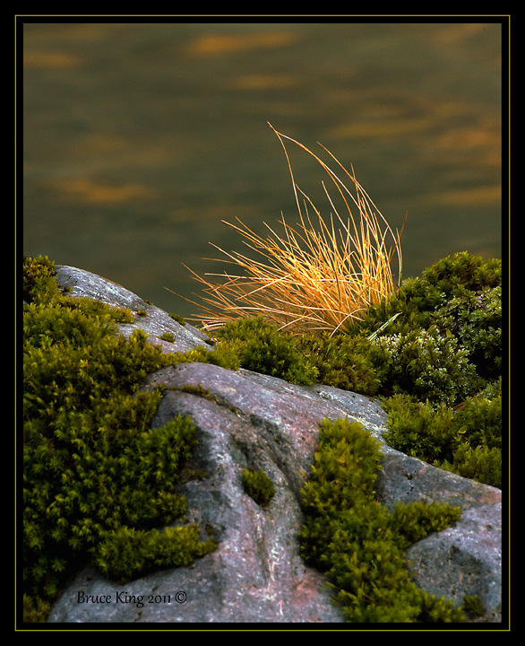 Golden Tuft