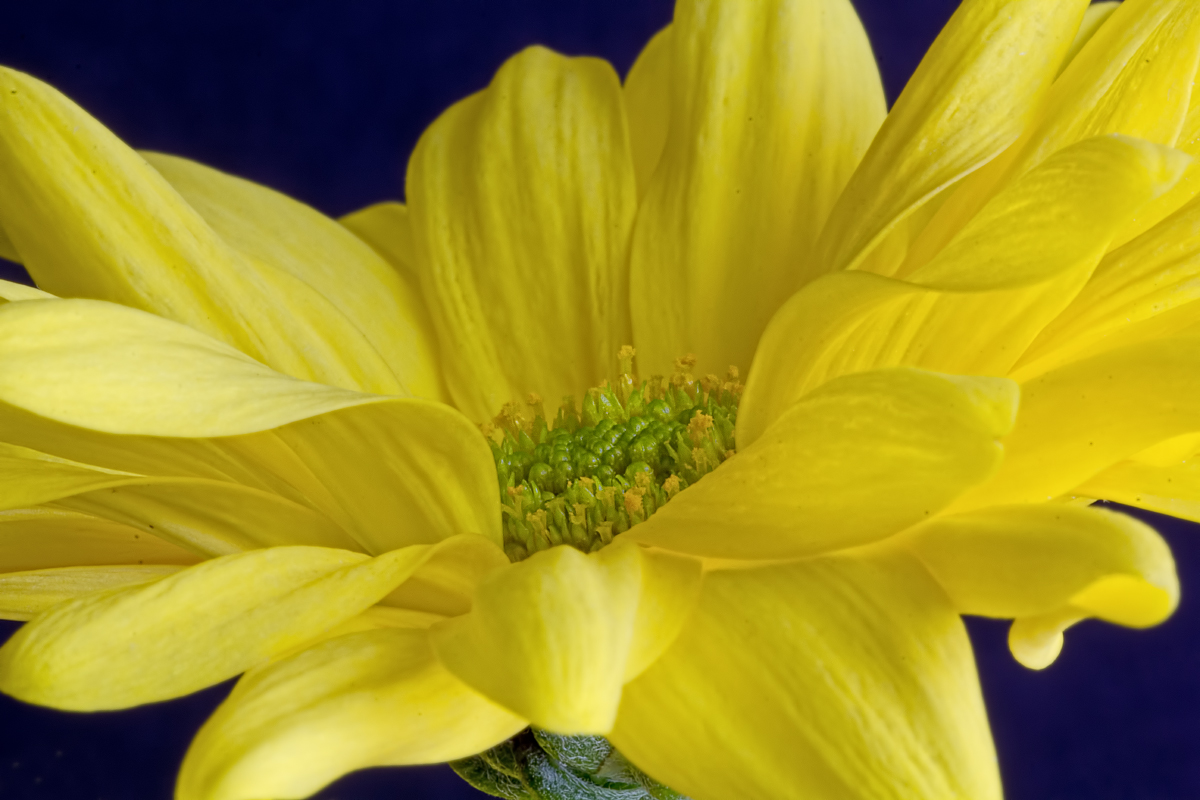 Chrysanthemum