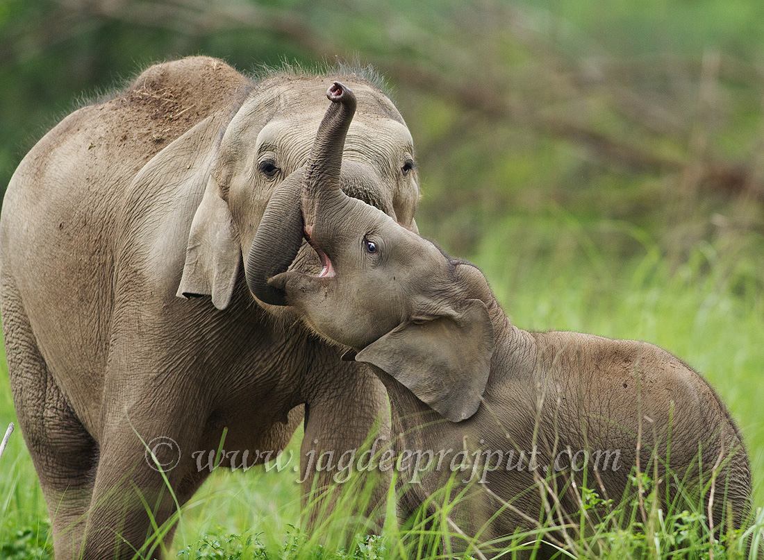 Elephant calves at play